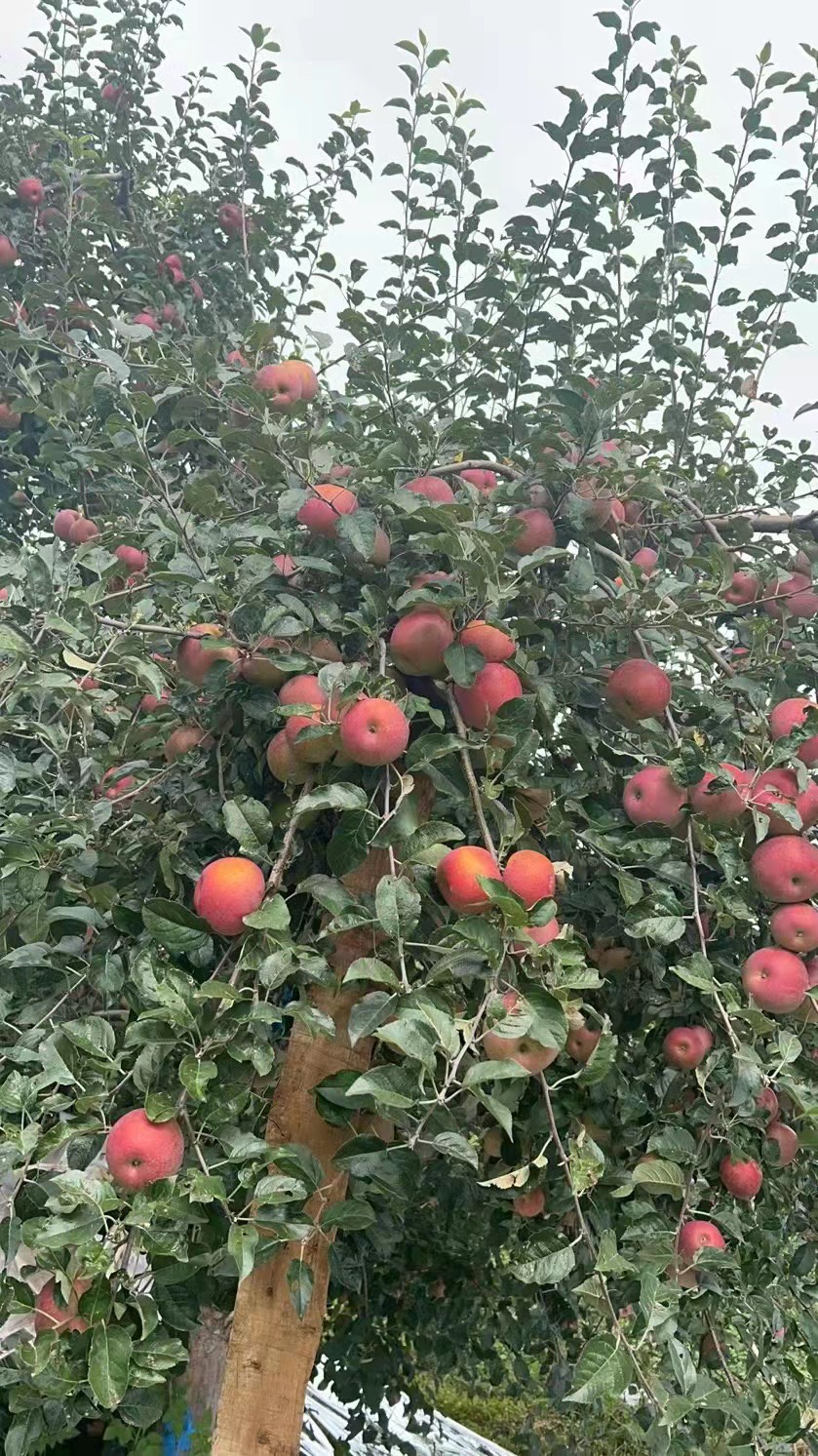 丑苹果凉山昭通苹果供应链