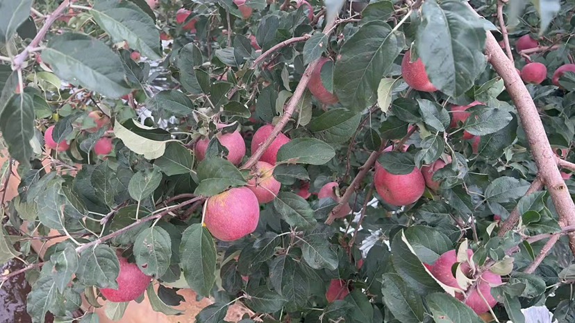 丑苹果凉山昭通苹果供应链
