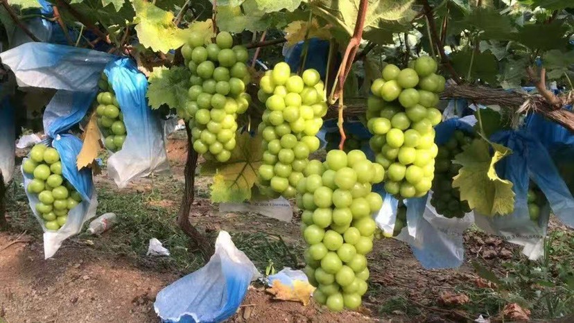 兴城市阳光玫瑰：果汁淳甜、颗粒饱满、大众喜爱的果子