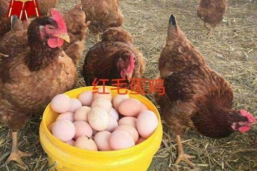 衡南县380蛋鸡苗  红毛蛋鸡苗 产蛋高 散养蛋鸡笼养蛋鸡苗