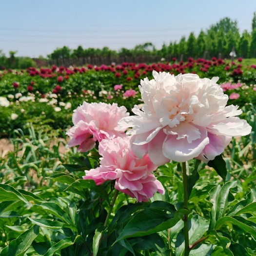 菏泽菏泽观赏芍药种苗，店铺冲量包邮到家，千层大花品种随机发9.9