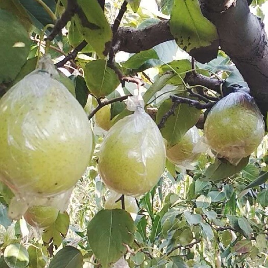 阳信县阳信水晶梨膜袋梨