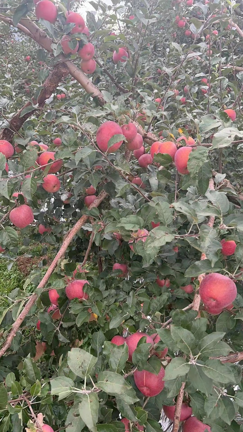 丑苹果凉山昭通苹果供应链