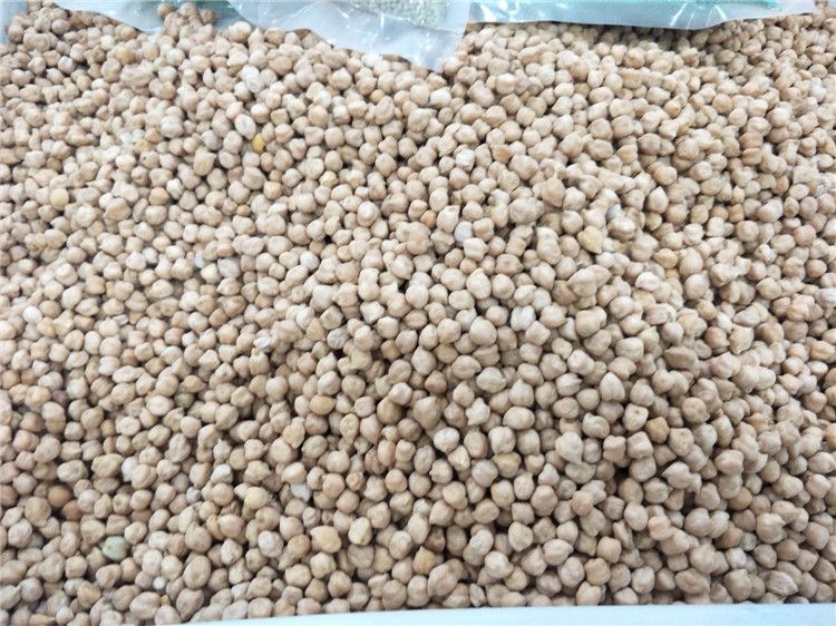 杭州卡布里鹰嘴豆种子种子嫩夹嫩苗都可以食用薄皮桃豆种子