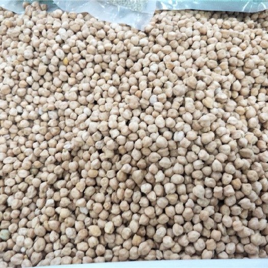 卡布里鹰嘴豆种子种子嫩夹嫩苗都可以食用薄皮桃豆种子