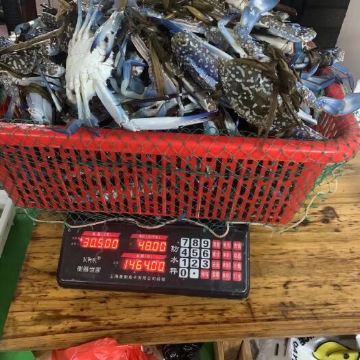 百色花蟹  大花蟹3-6两  全公蟹