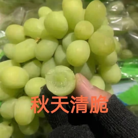卢龙县秋天清脆葡萄苗：自然无核，颗粒大，口感香甜脆，南北方种植均可