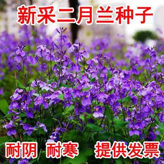 二月兰种子耐寒耐阴景观花卉花草籽四季易播诸葛菜菜子花园艺绿化