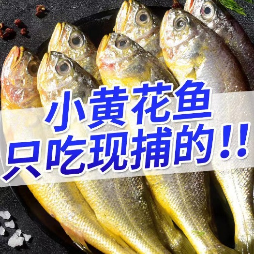连云港东海黄花鱼特大新鲜海捕小黄鱼海鲜水产鲜活海鱼冷冻批发