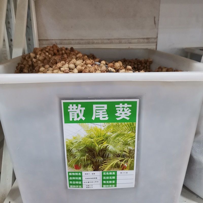 杭州散装散尾葵种子棕竹种子黄椰子种子 凤尾竹 紫葵 盆栽种子