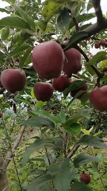 甘肃礼县花牛苹果