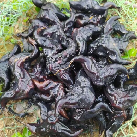 广州种植户直供老菱角，已清洗，不包邮，物流快递协商