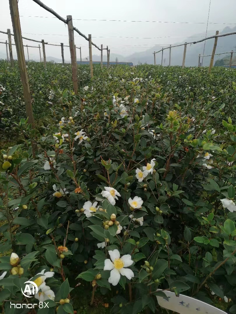 岑软软枝油茶苗