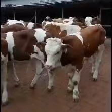 东平县西门塔尔肉牛犊繁殖母牛成年肉牛大量出栏，免费送到家