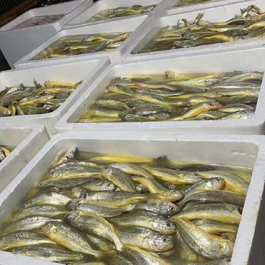 小黄鱼，新鲜小黄鱼，