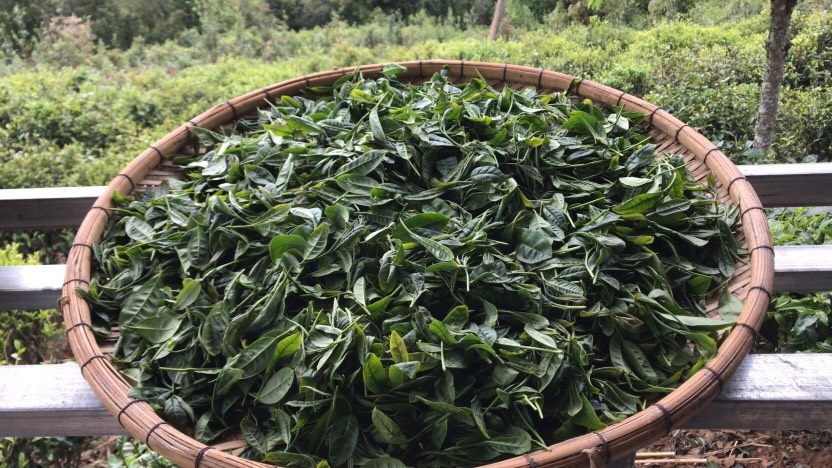墨江县凤凰山自家茶园自产自销纯料