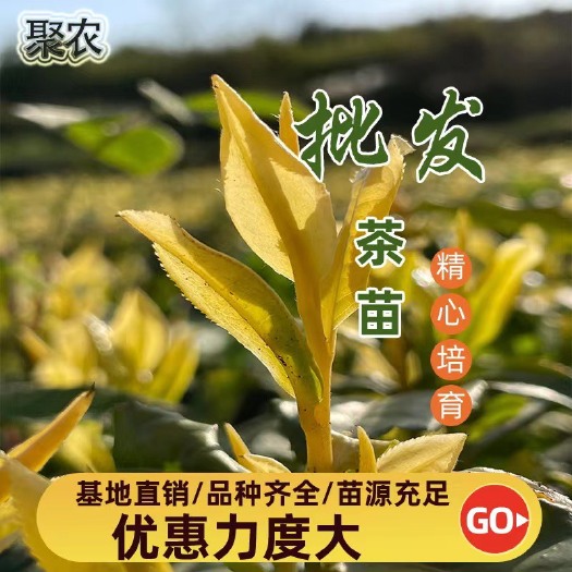 新昌县黄金芽茶苗 黄金叶茶苗 郁金香茶苗 黄金甲茶苗 黄金茶苗
