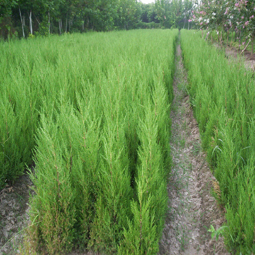 庭院绿化苗木清明松柏树苗松树松柏盆景塔柏苗蜀桧墓地松扫墓松