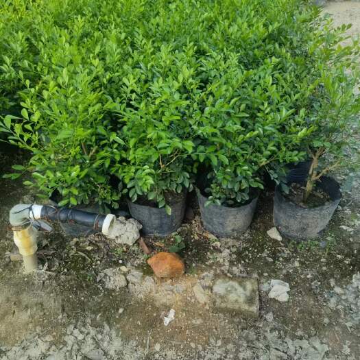 普宁市高度80厘米非洲茉莉（广东普宁市供应批发商）