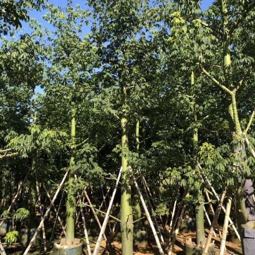 普宁市美丽木棉10一20公分
