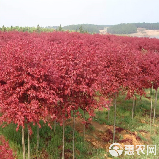 红枫树苗盆栽红枫树苗植物四季庭院红舞姬红枫小苗三季红室外种植