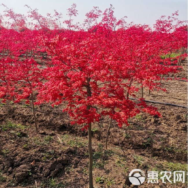 红枫树苗盆栽地栽红枫美国红枫中国红枫树庭院别墅园林绿化植