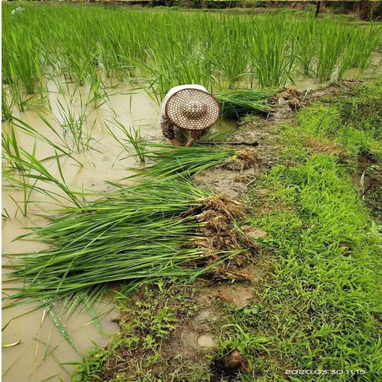 水生植物茭白苗  高瓜茭白   茭瓜双季高瓜苗   龙虾套养