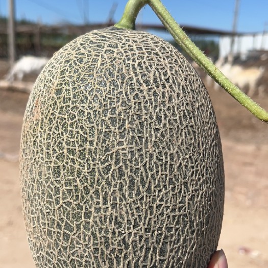 内蒙五原西州蜜甜度高口好，大量上市