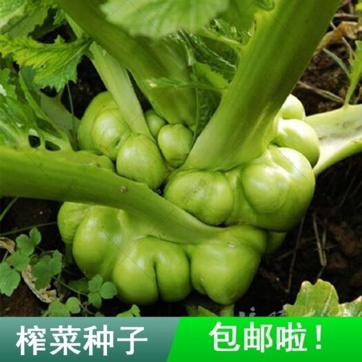 邵东市榨菜种子高产秋季播蔬菜种子腌菜酸菜种植期80天9月份开始播种