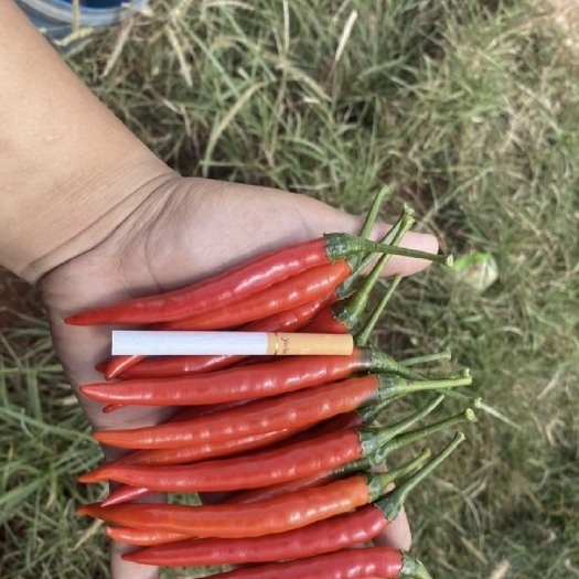 昆明精品米椒，