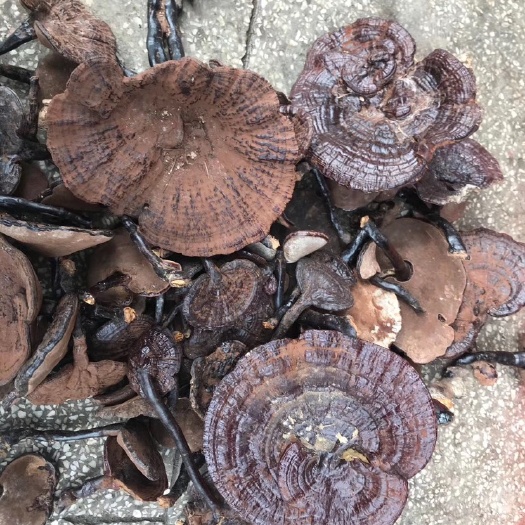 永丰县灵芝
