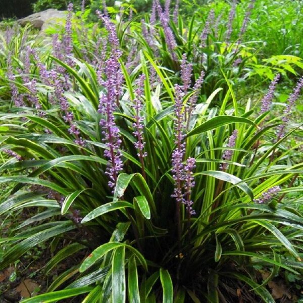 绿化苗木金叶麦冬草 小区种植金边麦冬草 彩色麦冬草苗圃