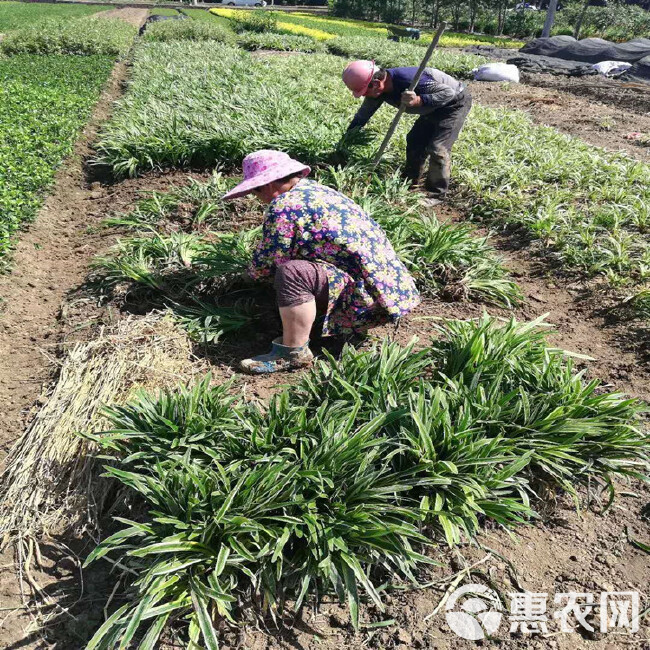 绿化苗木金叶麦冬草 小区种植金边麦冬草 彩色麦冬草苗圃