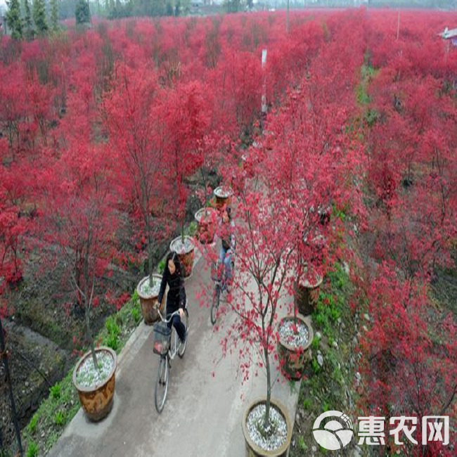 红枫树苗盆栽红枫树苗植物四季庭院红舞姬红枫小苗三季红室外种植