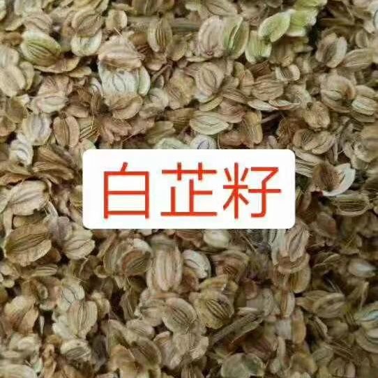 亳州纯新两年白芷种籽