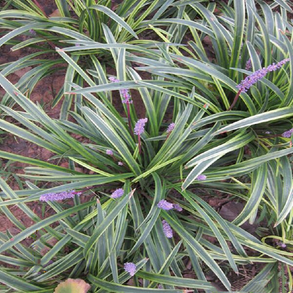 绿化苗木金叶麦冬草 小区种植金边麦冬草 彩色麦冬草苗圃