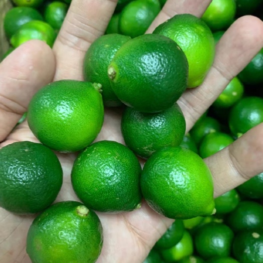 惠州小青柑，精品优质