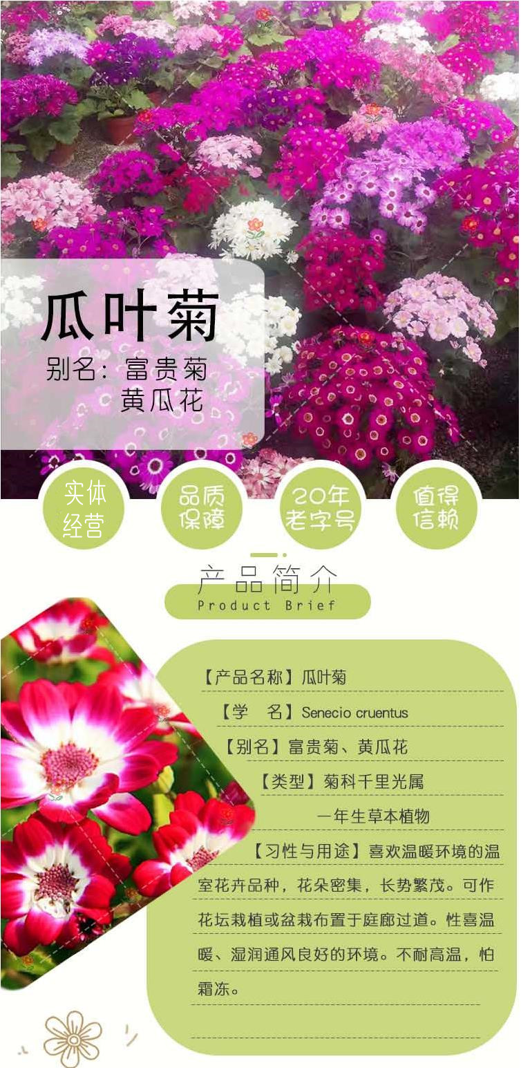 常用花卉瓜叶菊种子办公室内 阳台盆栽庭院花卉混色