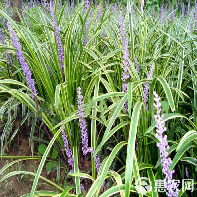 绿化苗木金叶麦冬草 小区种植金边麦冬草 彩色麦冬草苗圃