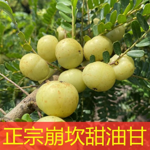 普宁崩坎甜种油甘果油柑果批发奶茶店工厂榨汁余甘果