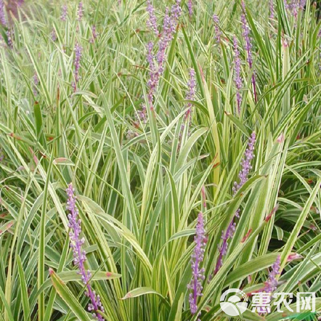 绿化苗木金叶麦冬草 小区种植金边麦冬草 彩色麦冬草苗圃