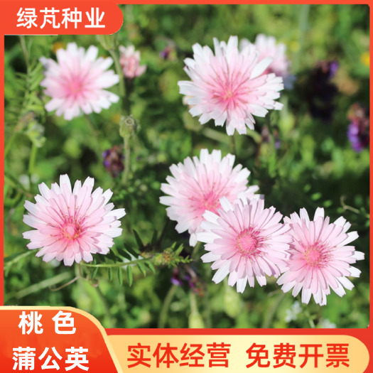 桃色蒲公英种子还阳参春天开爆花盆花籽阳台耐热好养花卉桃粉色花