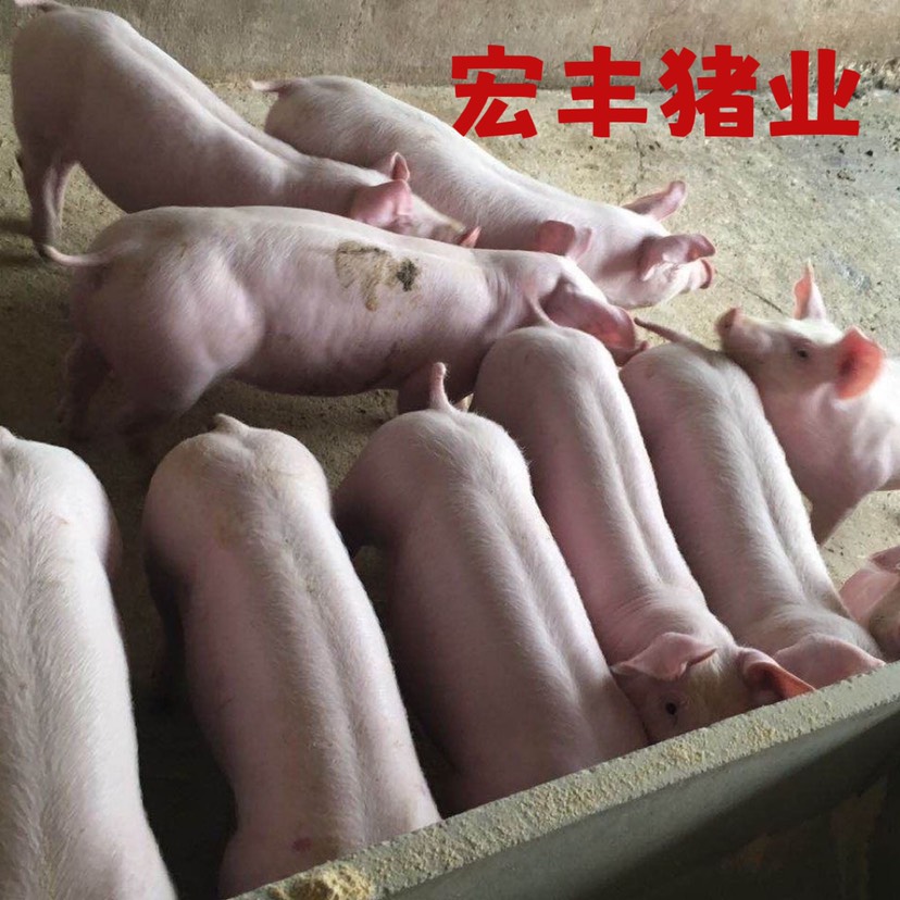 大方县长白母猪苗新美系二元大白大约克种母猪苏太小母猪种母猪苗小猪仔