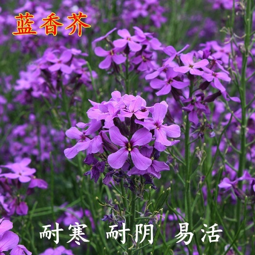 沭阳县蓝香芥种子批发蓝香芥优质种子包邮新货新种子
