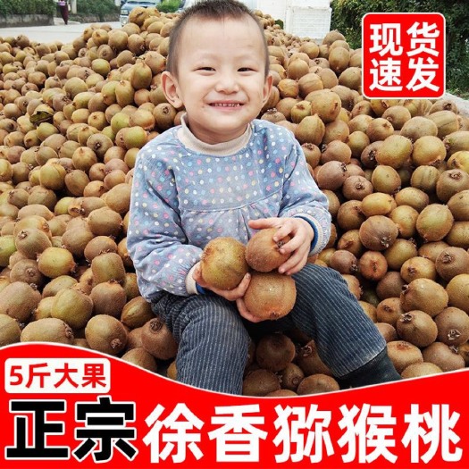 眉县【放软后食用】陕西眉县徐香绿心猕猴桃15-30颗/2-5斤装