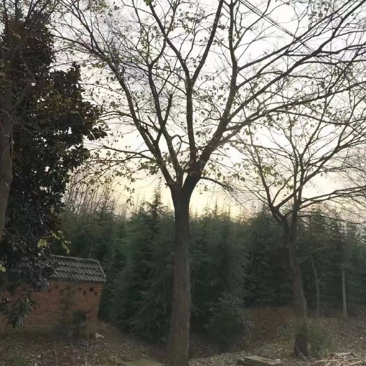 南京朴树
