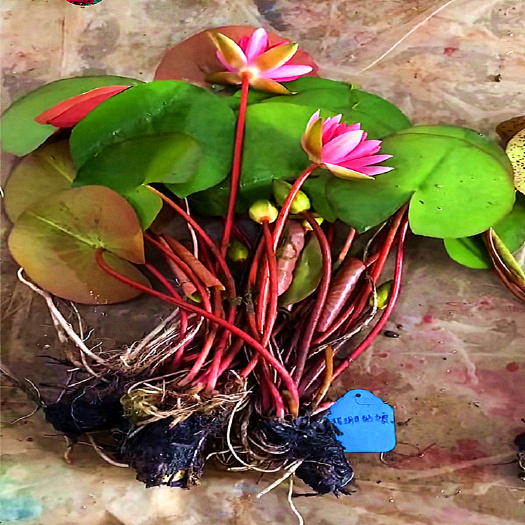 长沙耐寒池塘水池睡莲花苗睡莲根带花水培植物水生植物大睡莲种球