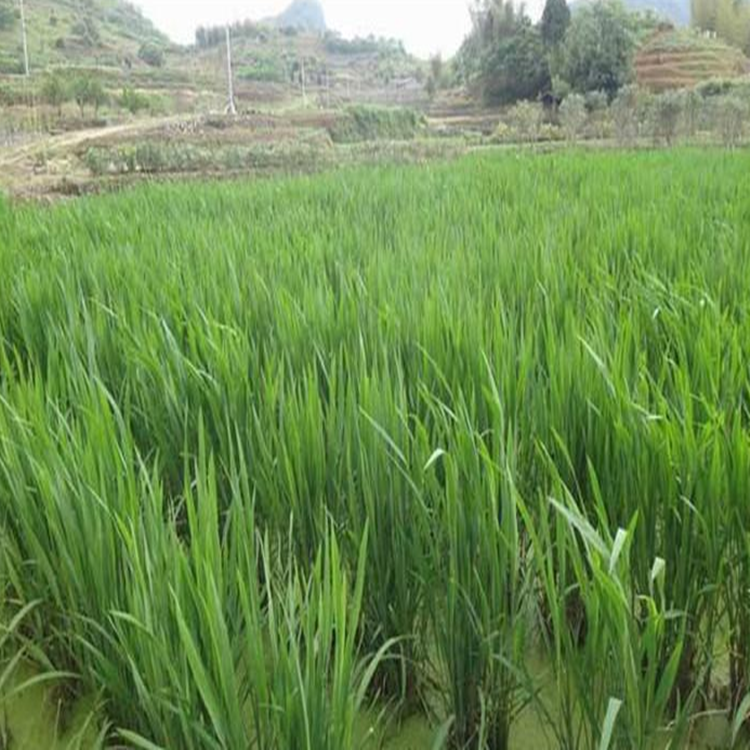 水生植物茭白苗  高瓜茭白   茭瓜双季高瓜苗   龙虾套养