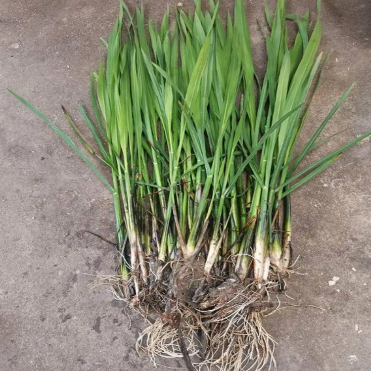 水生植物茭白苗  高瓜茭白   茭瓜双季高瓜苗   龙虾套养