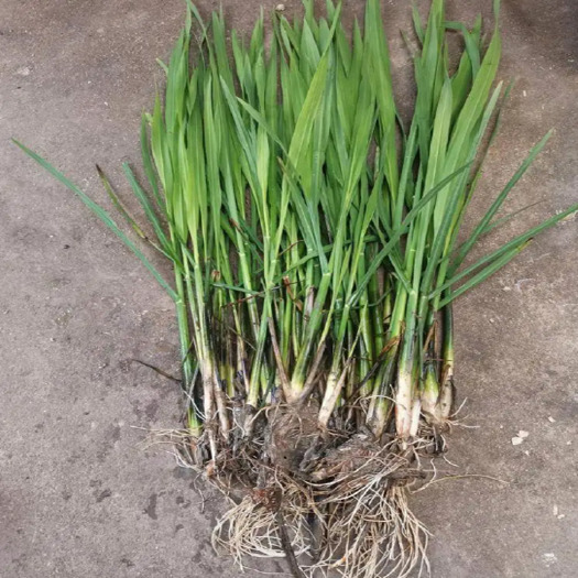 东海县水生植物茭白苗  高瓜茭白   茭瓜双季高瓜苗   龙虾套养